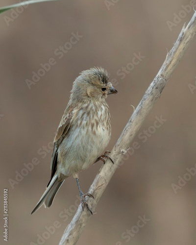 Un pardillo común (Linaria cannabina) hembra o juvenil posado sobre un tallo seco, con un plumaje pardo densamente listado, pecho estriado y sin los tonos rojizos del macho adulto.