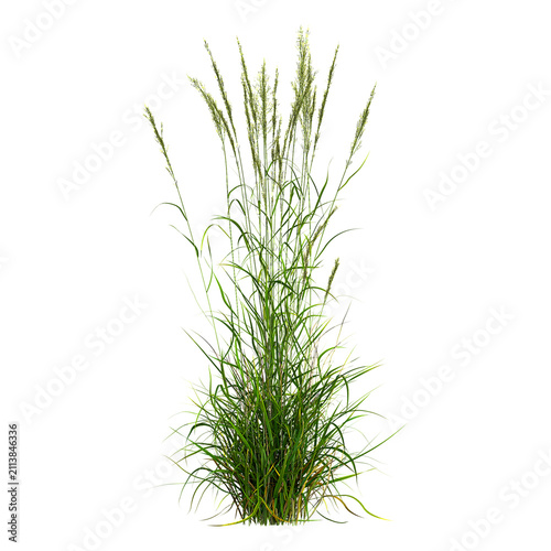 Carex grass on transparent canvas