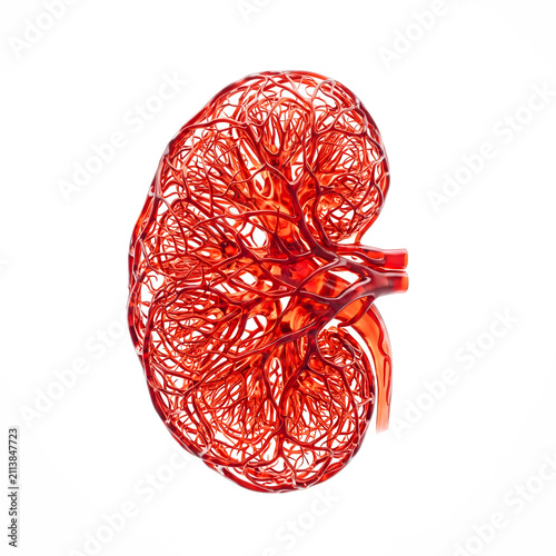 Three dimensional kidney organ model reveal intricate red blood vessel network structure clearly scene view photo