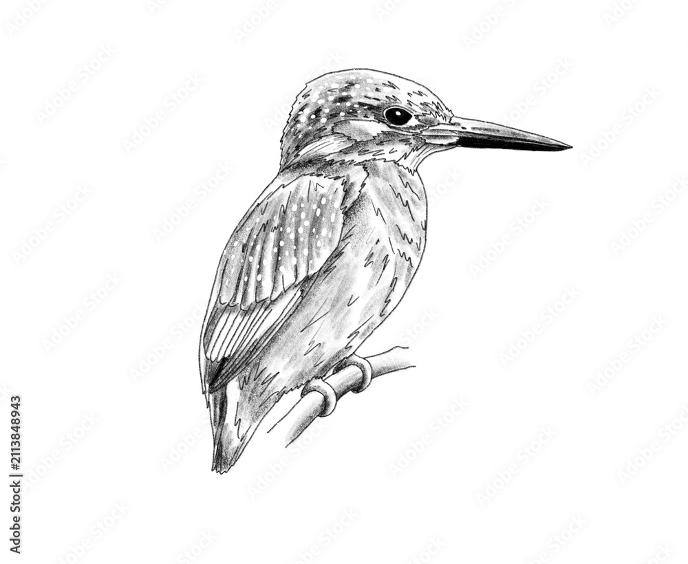Obraz premium Graphite animal sketch, kingfisher, bird, blue and orange, kingfisher, no background, digital, fly, oviparous, fisherman, rivers, water, PNG, Black and white, pencil, cute, realistic, backgroundless