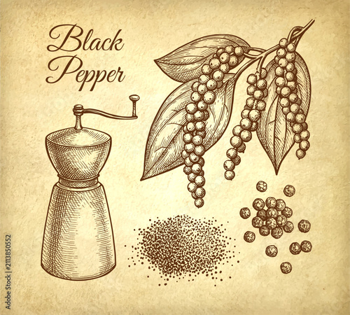 Black pepper plant, peppercorns and spice mill. Ink sketch on old paper background. Hand-drawn vintage engraving illustration.
