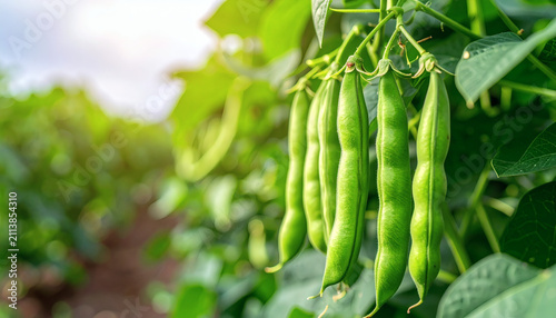 Green pea pods growing on a vine in a farm field under bright natural sunlight during a sunny summer day
