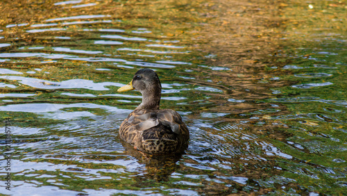 duck in the water