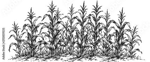 Traditional engraving featuring healthy corn plants growing in fertile farmland, representing agriculture, harvest, cultivation, and rural farming.