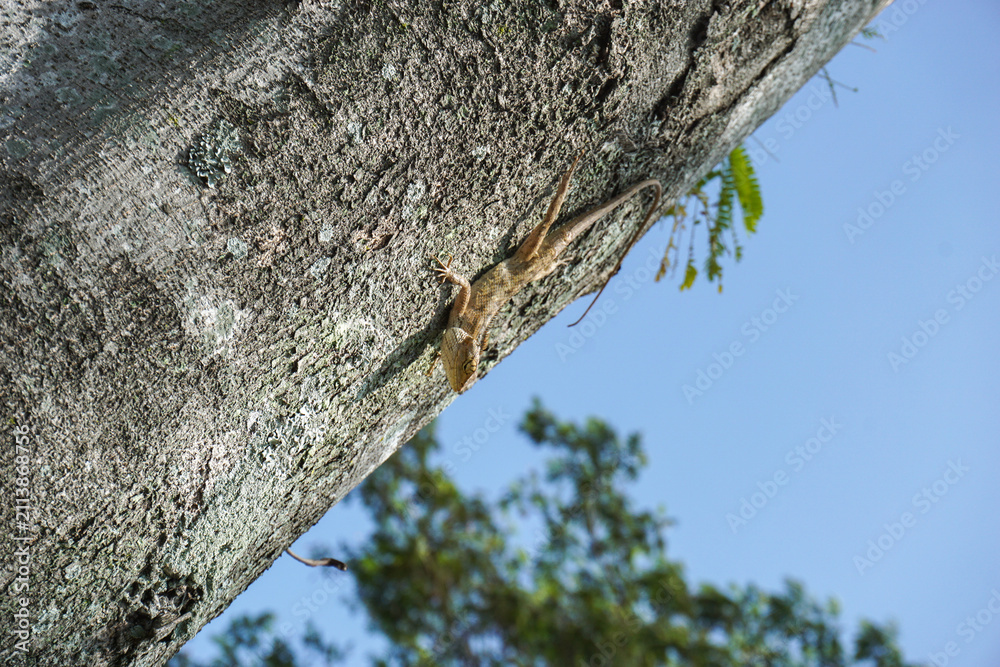 Obraz premium a small wild chameleon perfectly camouflaged among the rough bark of a tall tree trunk. outdoors in bright sunlight, clear blue sky in the background