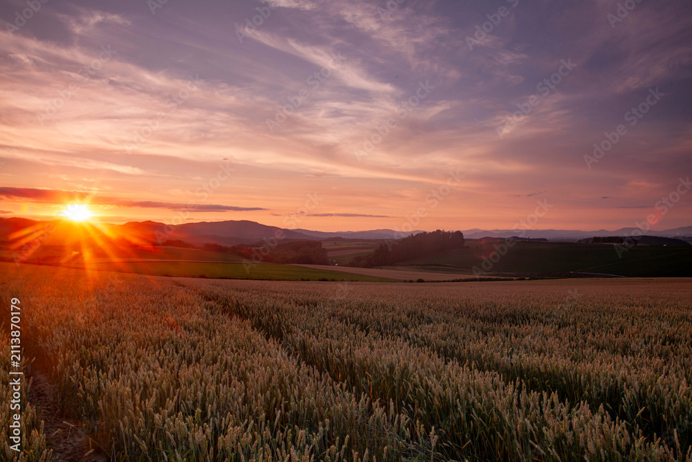 Fototapeta premium Golden sunset illuminating vast wheat fields in Biei, Hokkaido with distant mountains