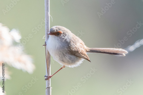 фотографія Birdlife at the Wetlands - Female Superb Fairywren