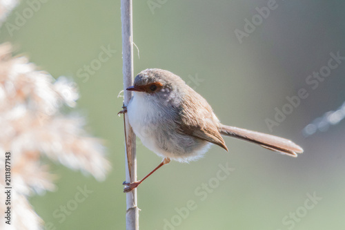 Картината върху платно Birdlife at the Wetlands - Female Superb Fairywren