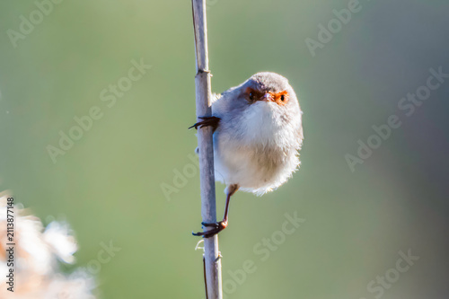 фотографія Birdlife at the Wetlands - Female Superb Fairywren