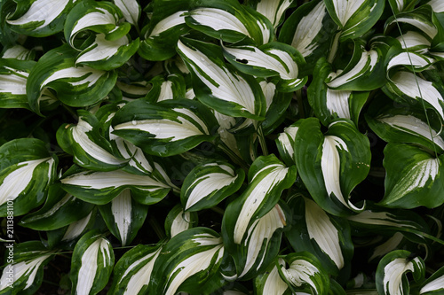 A dense cluster of variegated hosta leaves with striking green and white patterns fills the frame