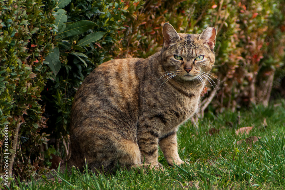 Fototapeta Portrait of a sitting light brown cat with black stripes looking at camera
