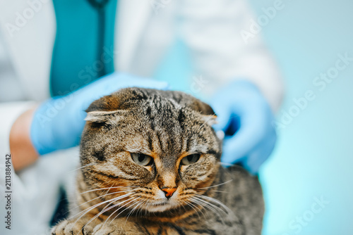 serious tabby cat being held and examined by a veterinarian wearing blue protective gloves.feline healthcare, routine medical assessment, veterinary consultation