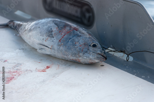 Foto A freshly caught tuna lies on a boat deck with a wire stringer and bloodstains, shot in natural light to show texture and color, conveying the reality of sport and commercial fishing