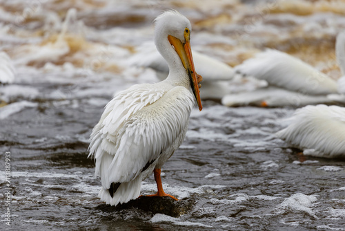 American White Pelican Perched on rock in Mid-river, Minnesota