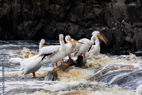 Group of American White Pelicans Perched on Rock in River Rapids,