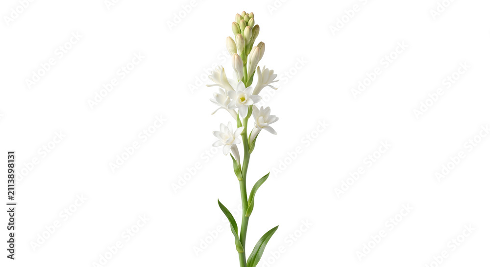 Naklejka premium Single long white stalk of fragrant tuberose flower bloom high quality 4K PNG image in white high quality 4K PNG image in white background