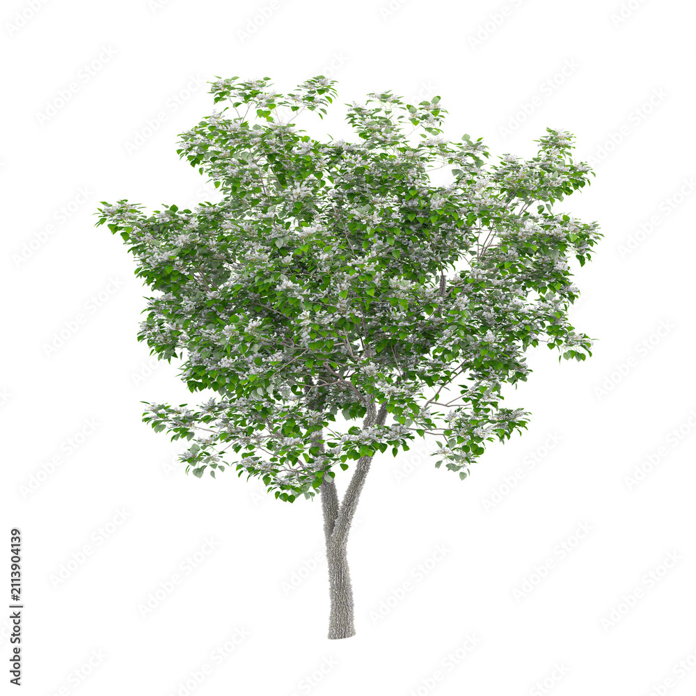 Obraz premium Isolated Northern catalpa plant on transparent canvas