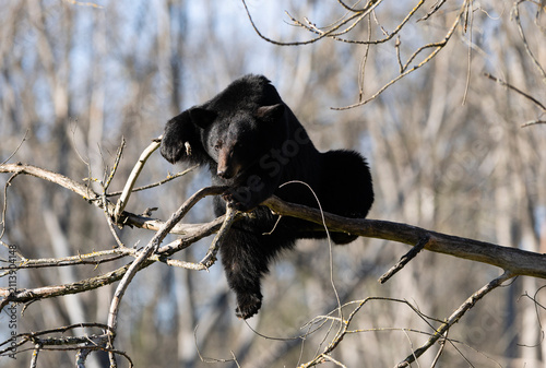 Young Black Bear Perched on Tree Limb Looking Down 
