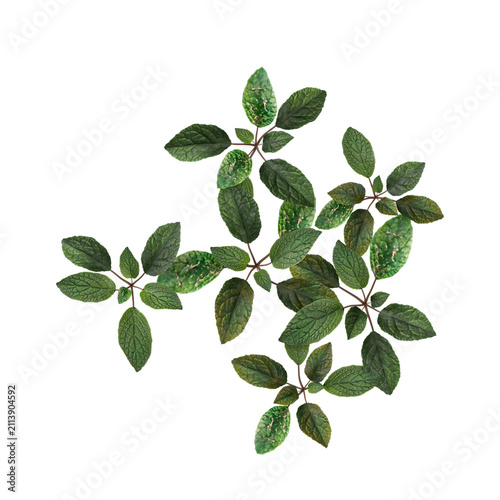 green leaves isolated on white