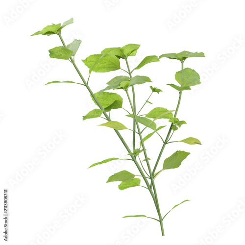 Isolated Stellaria plant on transparent canvas