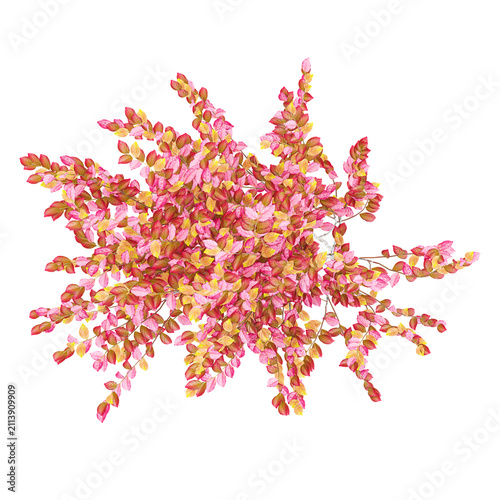 Isolated Virginia sweetspire plant on transparent canvas from the top view