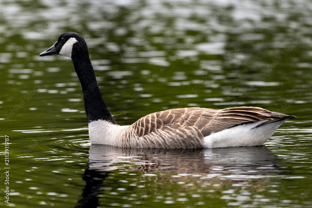 Fototapeta premium An adult Canada Goose, Branta canadensis, swimming in shallow water. The reflection of the bird can be seen in the water. It has brown, black, and white feathers, a long black neck and a dark beak.