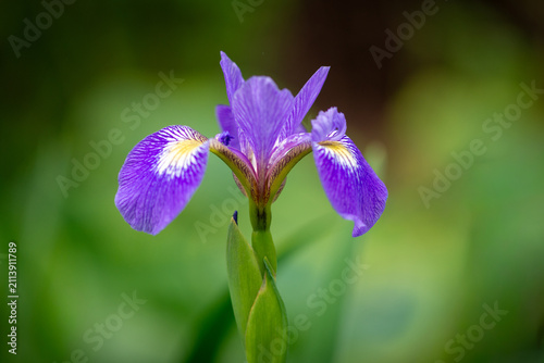 A single blue flag iris flower with the soft sun shining on the petals. The purple or violet-coloured flower has white and yellow at its center. The flower stands tall among long reeds and green grass