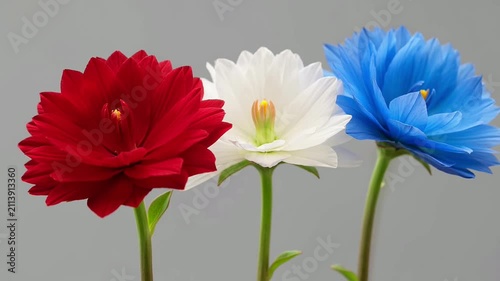 Flowers Blooming Motion in Red White and Blue on Grey Background