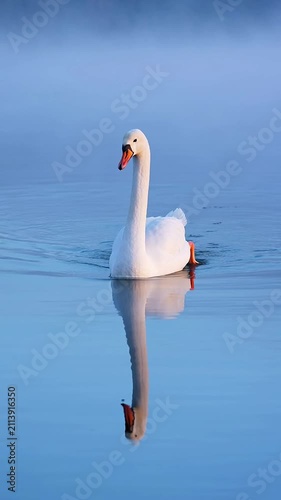 Mute Swan Swimming Across Calm Blue Lake with Reflection