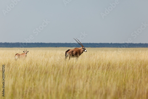 Fotografie Two gemsbok oryx walking across field in Namibia