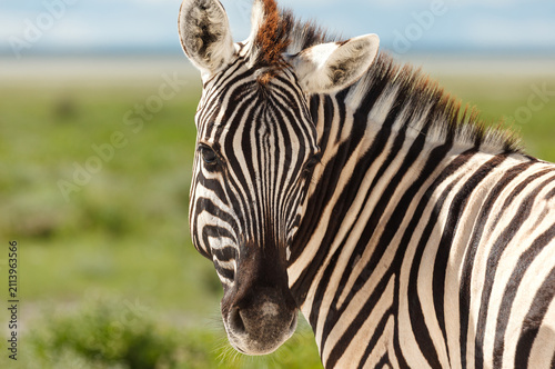 Photography Closeup of the striped face of an African Zebra turned toward photographer