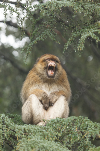 Obraz na płótnie Closeup of African monkey baring his teeth and growling at photographer