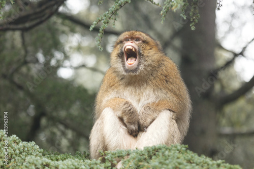 Obraz na płótnie Closeup of African monkey sitting on branch baring his teeth and growling at pho
