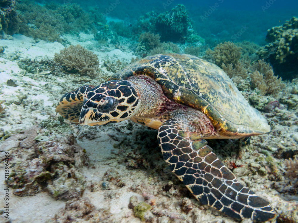 Obraz premium Sea turtle on coral ereef