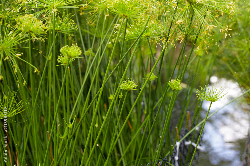 Fototapeta premium Cyperus alternifolius water plant in the pond