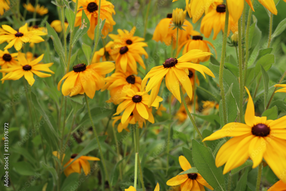 Fototapeta premium Beautiful field of yellow Black-eyed Susan flowers in the garden.