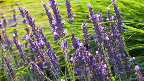 Lavender bushes and green grass sway in a summery meadow. Sunny morning light illuminates purple blossoms in close-up as a fluffy bumblebee lands on the aromatic plant to collect nectar.
