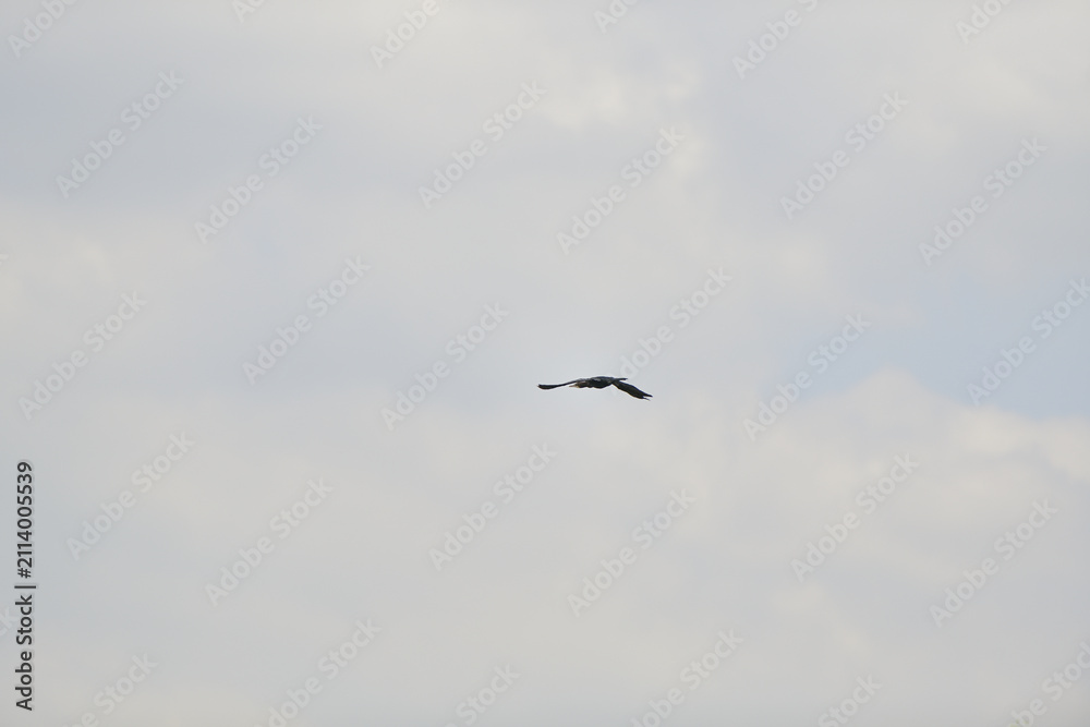 Fototapeta premium Bird sky flight cloud silhouette wing, dark bird silhouette in cloudy sky