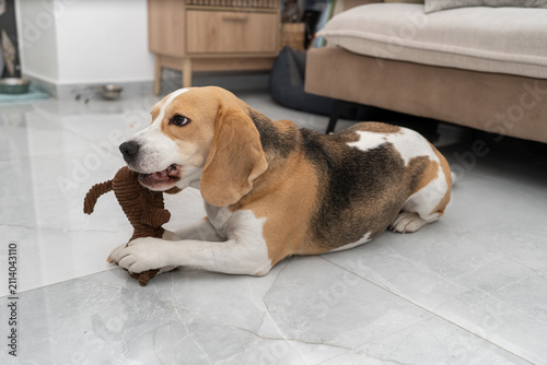 A beagle dog is lying on a grey floor inside a living room. The dog is chewing on a brown toy. The room has soft furniture and bright light coming through the window.
