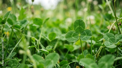 Closeup of a vibrant green clover leaf in a lush meadow