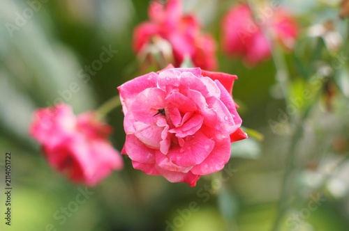 Fotografie It is so beautiful and beautiful to see these pink roses in bloom, I want to pick them and give them to my loved ones