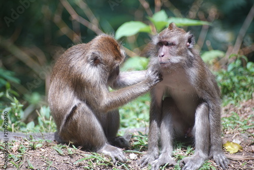 Photography Two Long Tailed Macaques Play Fighting at the Edge of a Tropical Forest