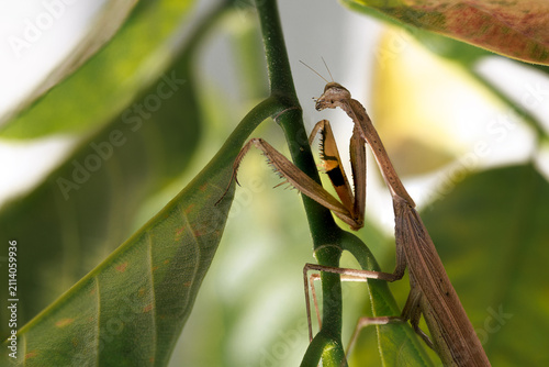 Принти на полотні A brown praying mantis gracefully clings to a green plant stem, its distinctive raptorial forelegs poised