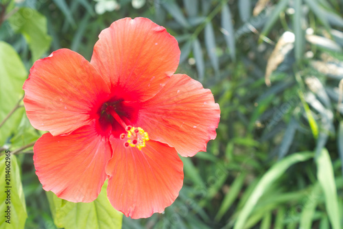 Obraz na płótnie 公園で美しく咲く赤いハイビスカスの花、夏らしいトロピカルな植物のクローズアップ