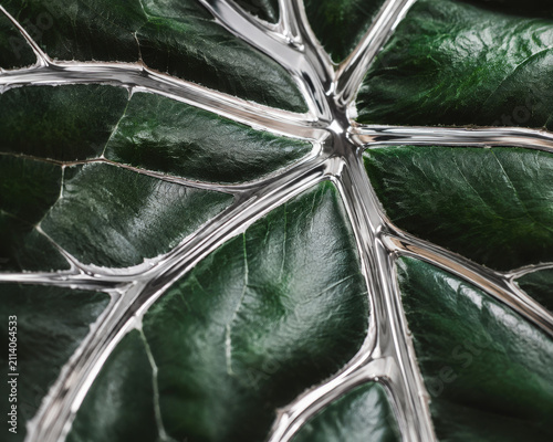 Close up shot exotic tropical leaf green vein glossy texture abstract botanical pattern for natural background