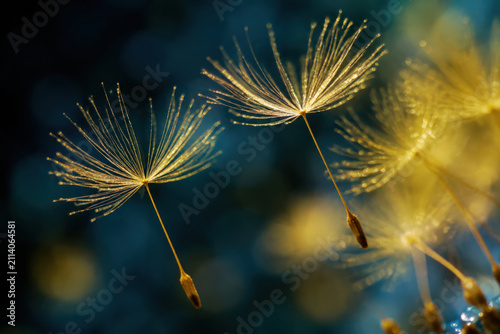 Floating dandelion seed, delicate seed, golden light, blue bokeh, macro closeup, soft focus drift through dark nature background