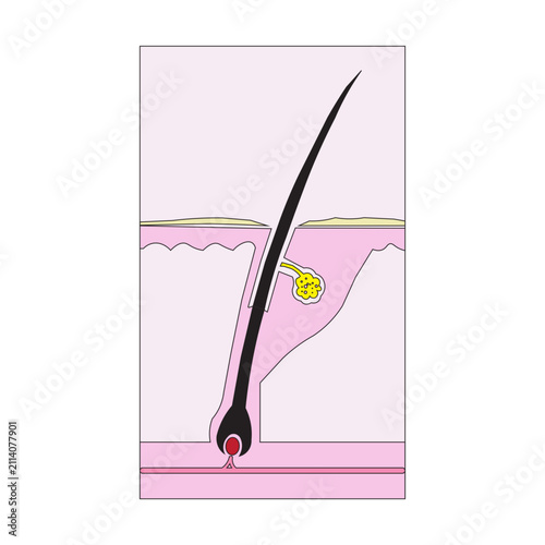 Anatomy of a Hair Follicle