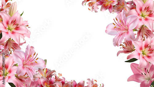 Frame of blooming pink lily flowers on Transparent Background