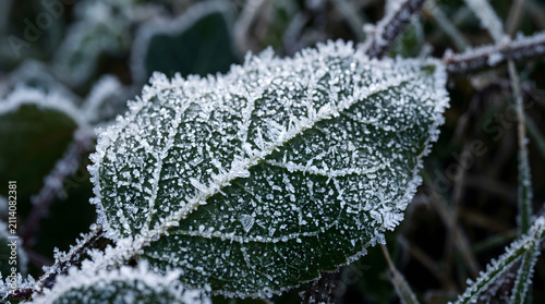 Frost Crystals Covering Dark Green Leaf in Winter Macro