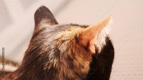closeup domestic cat's ear, feline's sharp sense hearing, adult domestic tortoiseshell cat, domestic comfort in home setting, Pet's relaxing moment, keeping four-legged pet, Still life peaceful feline